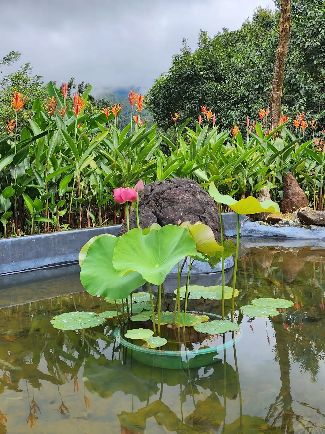 Lily Pond, Lush Garden