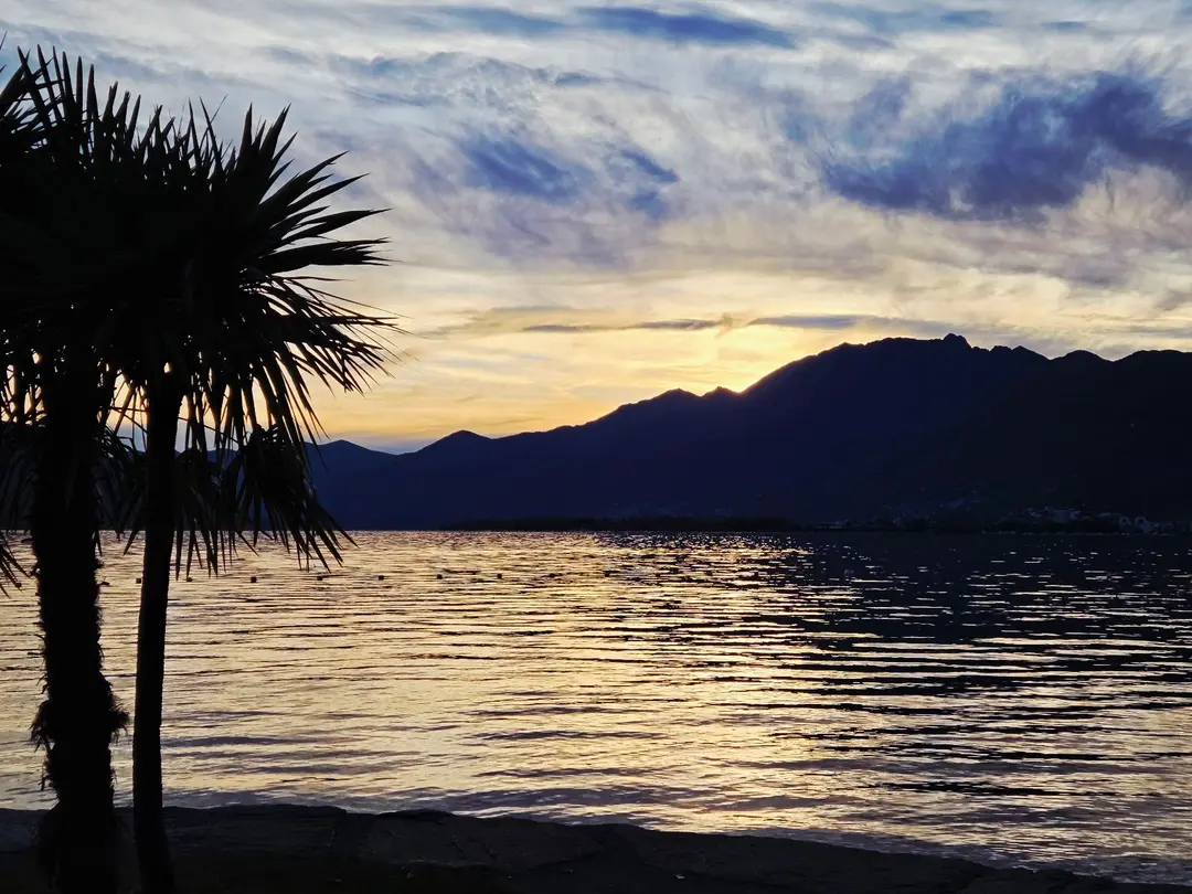 Palm Silhouette, Lake Sunset
